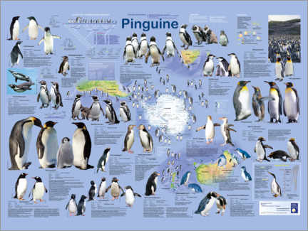 Foam board print  Penguins (German) - Planet Poster Editions