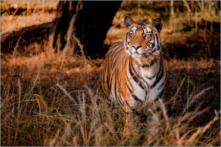 Poster Wild bengal tiger in tall grass in central India