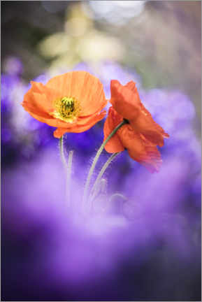 Poster  Gorgeous Poppies - Bob Daalder
