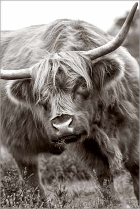 Poster The bull