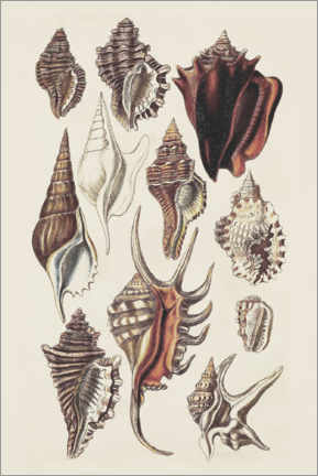 Canvas print  Seashell Array III - G.B. Sowerby
