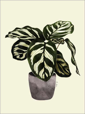Poster Calathea plant