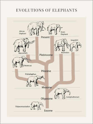 Canvas print  Evolutions of elephants - Michael Chevreul