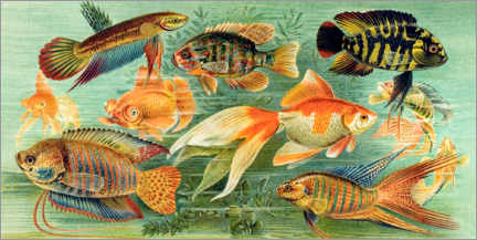 Wall sticker  Ornamental fish of the indoor aquarium - bilwissedition