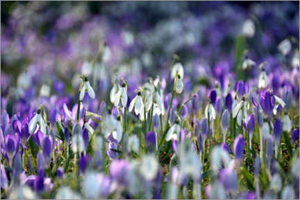 Wood print  Spring vibe in violet - GUGIGEI