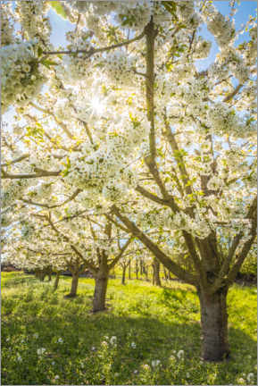 Poster Blossoming cherry trees in spring