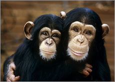 Gallery print  Friendly Chimpanzees - Tony Craddock
