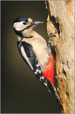Gallery print  Great spotted woodpecker - Colin Varndell