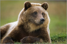 Wall sticker  Brown bear in summer - Doug Lindstrand