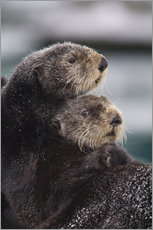 Gallery print  Cuddly otters - Milo Burcham