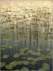 Wall sticker  Water lilies on the Deadman Lake - Gina Bringman
