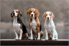 Poster Beagles Trio