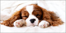 Poster Sleeping puppy