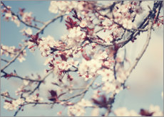 Poster Vintage cherry blossom