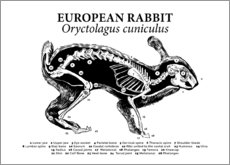 Poster Bone structure of the wild rabbit