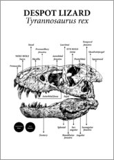 Poster Skull of a Tyrannosaurus rex