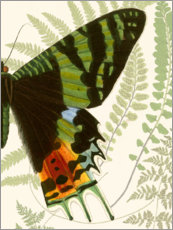 Poster Butterfly symmetry II