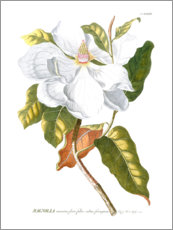 Foam board print  Magnificent Magnolias I - Jacob Trew
