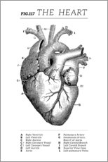 Poster  Vintage heart chart - Wunderkammer Collection