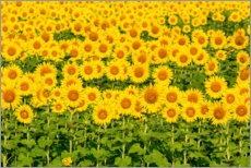 Poster Vibrant sunflower field