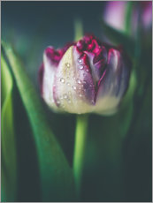 Canvas print  Tulip with water drops - Lena Steiner