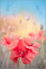 Poster Poppies in the summer
