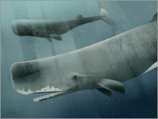 Poster 0001 Sperm Whale