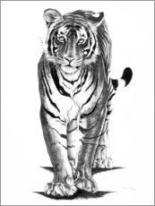 Acrylic print  Curious Tiger - Rose Corcoran