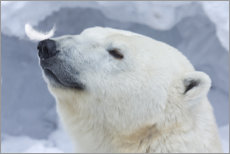 Poster Polar Bear Portrait