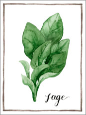 Poster Herbal illustration sage