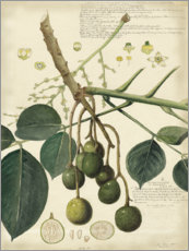 Gallery print  Botany VI - A. Descubes
