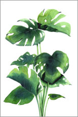 Acrylic print  Monstera plant - Déborah Maradan