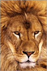 Gallery print  Portrait of an African lion - Dave Welling