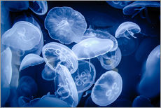 Gallery print  Floating Jellyfish - Michael Haußmann
