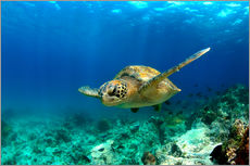 Wall sticker  Green sea turtle under water - Paul Kennedy