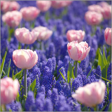 Gallery print  meadow of tulips - pixelliebe