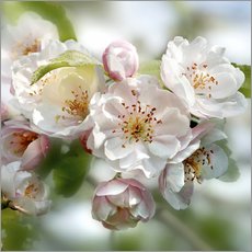 Gallery print  Cherry Blossom - Simon Kayne