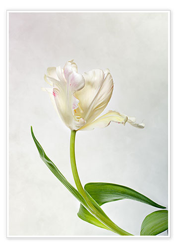 Poster Tulip