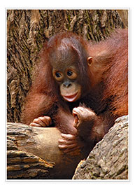 Poster Orang-utan Baby Portrait