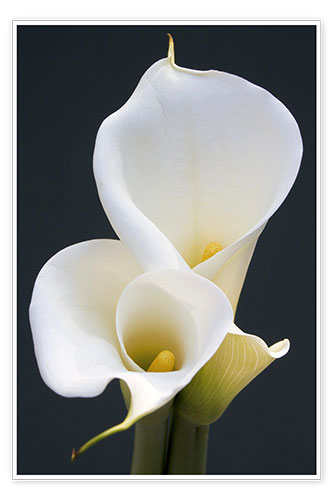 Poster White calla lilies
