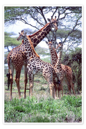 Poster Giraffes family