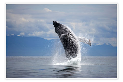 Poster Humpback whale in the jump
