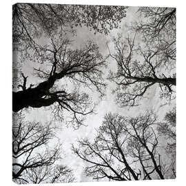 Canvas print  Meditative power of trees - CAPTAIN SILVA