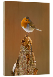Wood print  Robin on tree stump in winter - David Slater