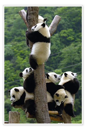 Poster Panda babies on the climbing tree