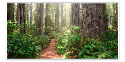 Poster Redwoods Magic