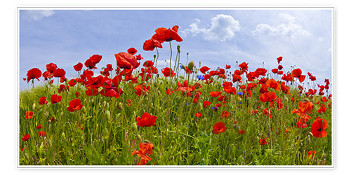 Poster Poppies Panoramic
