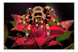 Poster Red-knee tarantula
