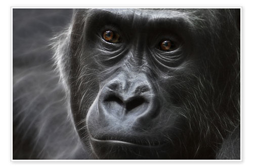 Poster gorilla