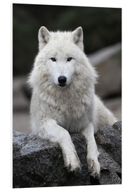 Foam board print  the wolf - WildlifePhotography